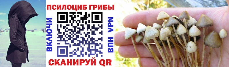 наркошоп  Кондрово  Псилоцибиновые грибы Psilocybine cubensis 